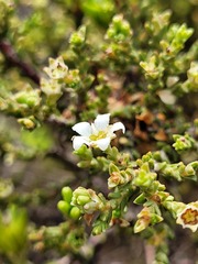 Diosma passerinoides