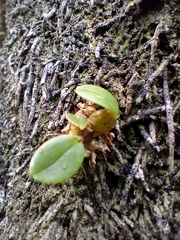 Dendrobium kingianum