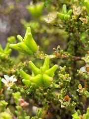 Diosma passerinoides