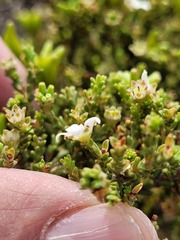 Diosma passerinoides