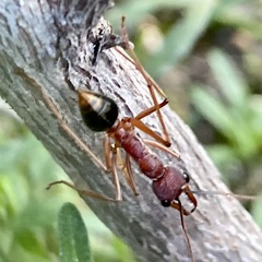 Myrmecia analis