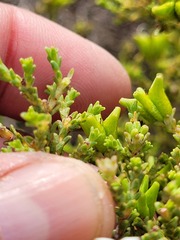 Diosma passerinoides