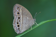 Mycalesis mineus