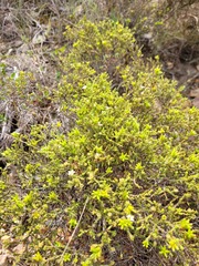 Diosma passerinoides