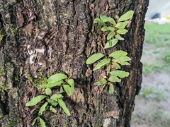 Pyrrosia adnascens