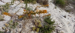 Manulea tomentosa