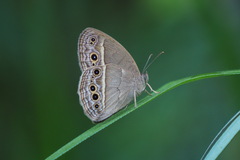 Mycalesis mineus