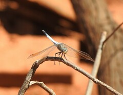Orthetrum caledonicum