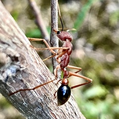 Myrmecia analis