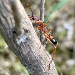 Myrmecia analis