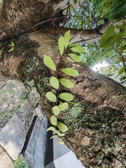 Pyrrosia adnascens