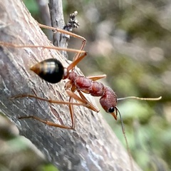 Myrmecia analis