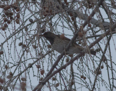 Turdus atrogularis