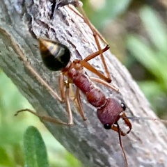Myrmecia analis