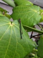 Xanthocnemis zealandica