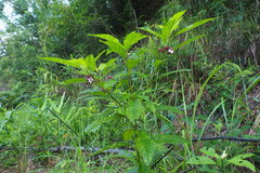 Clerodendrum fortunatum