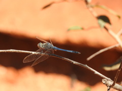 Orthetrum caledonicum