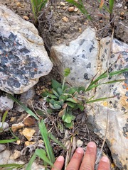 Crassula cotyledonis