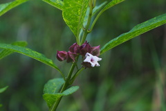 Clerodendrum fortunatum