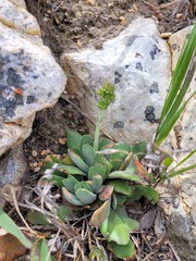 Crassula cotyledonis