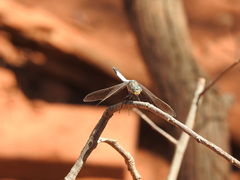 Orthetrum caledonicum