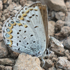 Plebejus fridayi