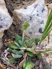 Crassula cotyledonis