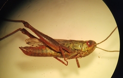 Euchorthippus declivus