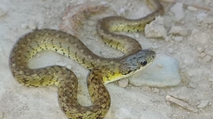 Erythrolamprus ceii