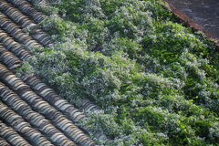Paederia foetida