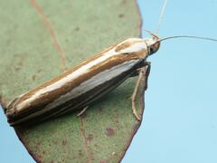 Catoryctis subparallela