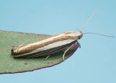 Catoryctis subparallela