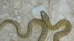 Erythrolamprus ceii