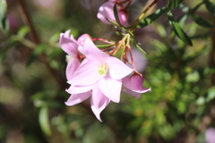 Boronia floribunda