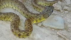 Erythrolamprus ceii