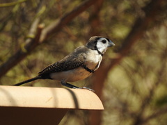 Stizoptera bichenovii