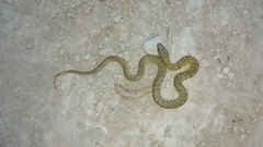 Erythrolamprus ceii