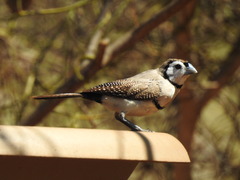 Stizoptera bichenovii