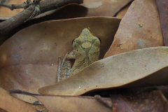 Polypedates megacephalus