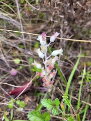 Lachenalia judithiae