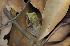 Polypedates megacephalus