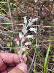 Lachenalia judithiae