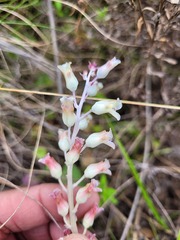 Lachenalia judithiae