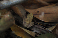 Polypedates megacephalus