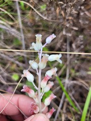 Lachenalia judithiae