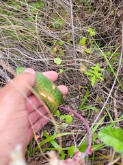 Lachenalia judithiae
