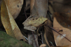 Polypedates megacephalus