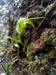 Pterostylis trullifolia