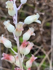 Lachenalia judithiae