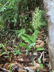 Habenaria pantlingiana